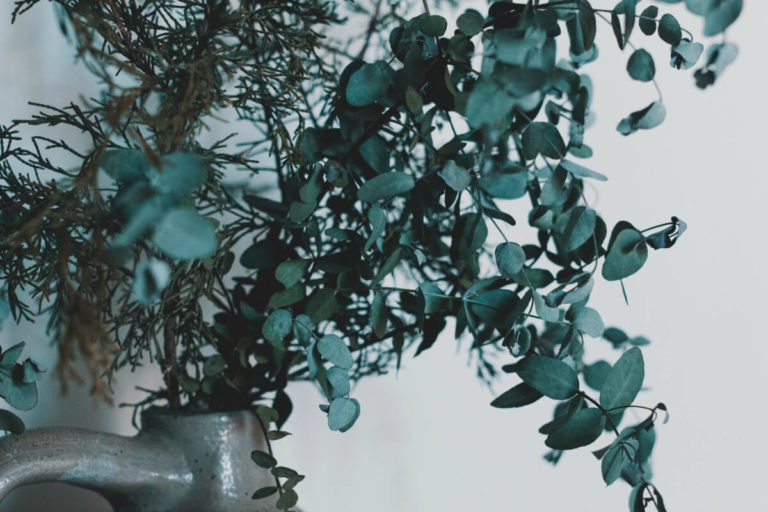 eucalyptus oil