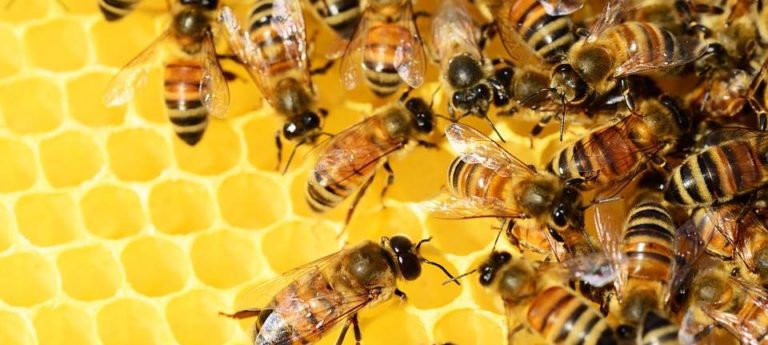 Australian Beeswax Best